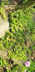 Selaginella repanda