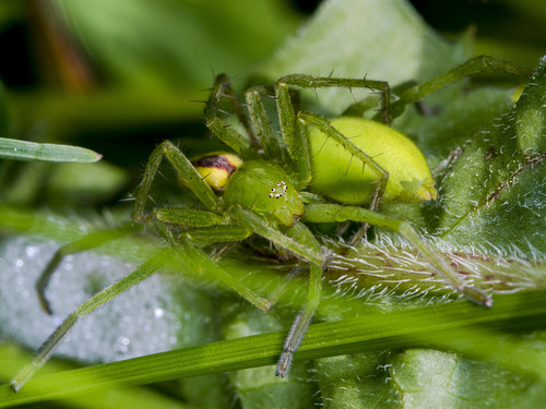 Green Huntsman Spider photo 3
