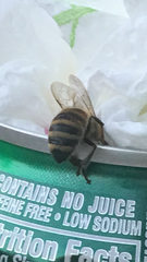 Apis mellifera