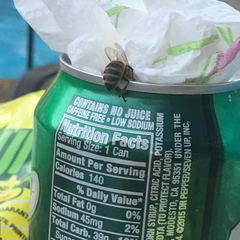 Apis mellifera