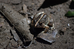 Limnonectes poilani