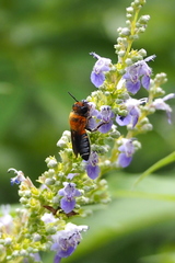 Megachile umbripennis