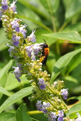 Megachile umbripennis