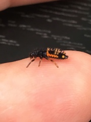Harmonia axyridis