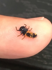 Harmonia axyridis