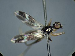 Tachydromia aemula