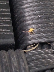 Insecta