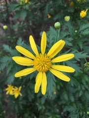 Euryops pectinatus