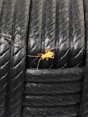 Insecta