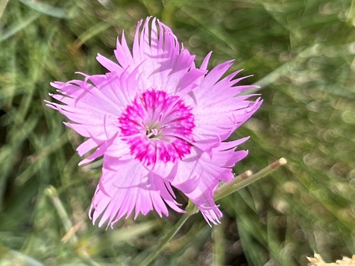 Dianthus plumarius