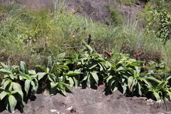Eucomis