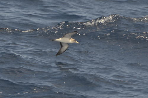 Puffin de Scopoli