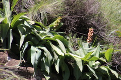 Eucomis