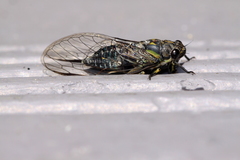 Physeema quadricincta