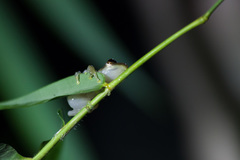 Rohanixalus vittatus