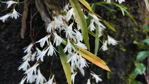 Dendrobium anamalayanum Chandrab., V.Chandras. & N.C.Nair 4
