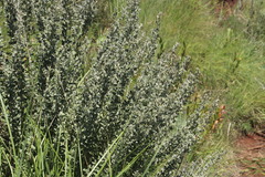 Lotononis lotononoides