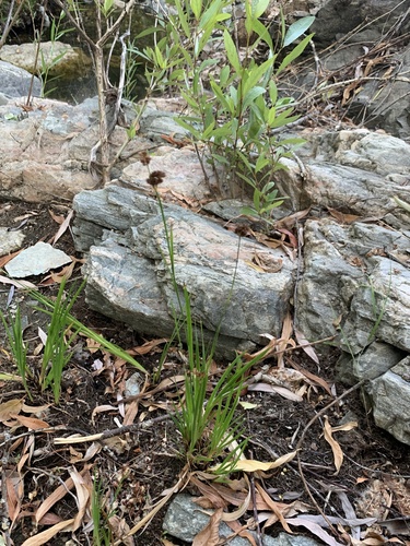 Image of Juncus ensifolius by (c) Zach Earl, some rights reserved (CC BY)
