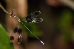 Orolestes octomaculatus