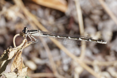 Enallagma carunculatum