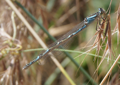 Enallagma carunculatum