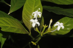 Palicourea domingensis