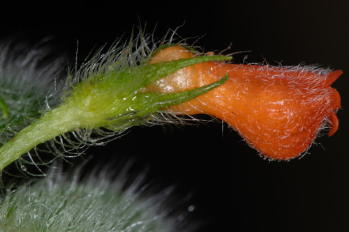 Besleria ventricosa