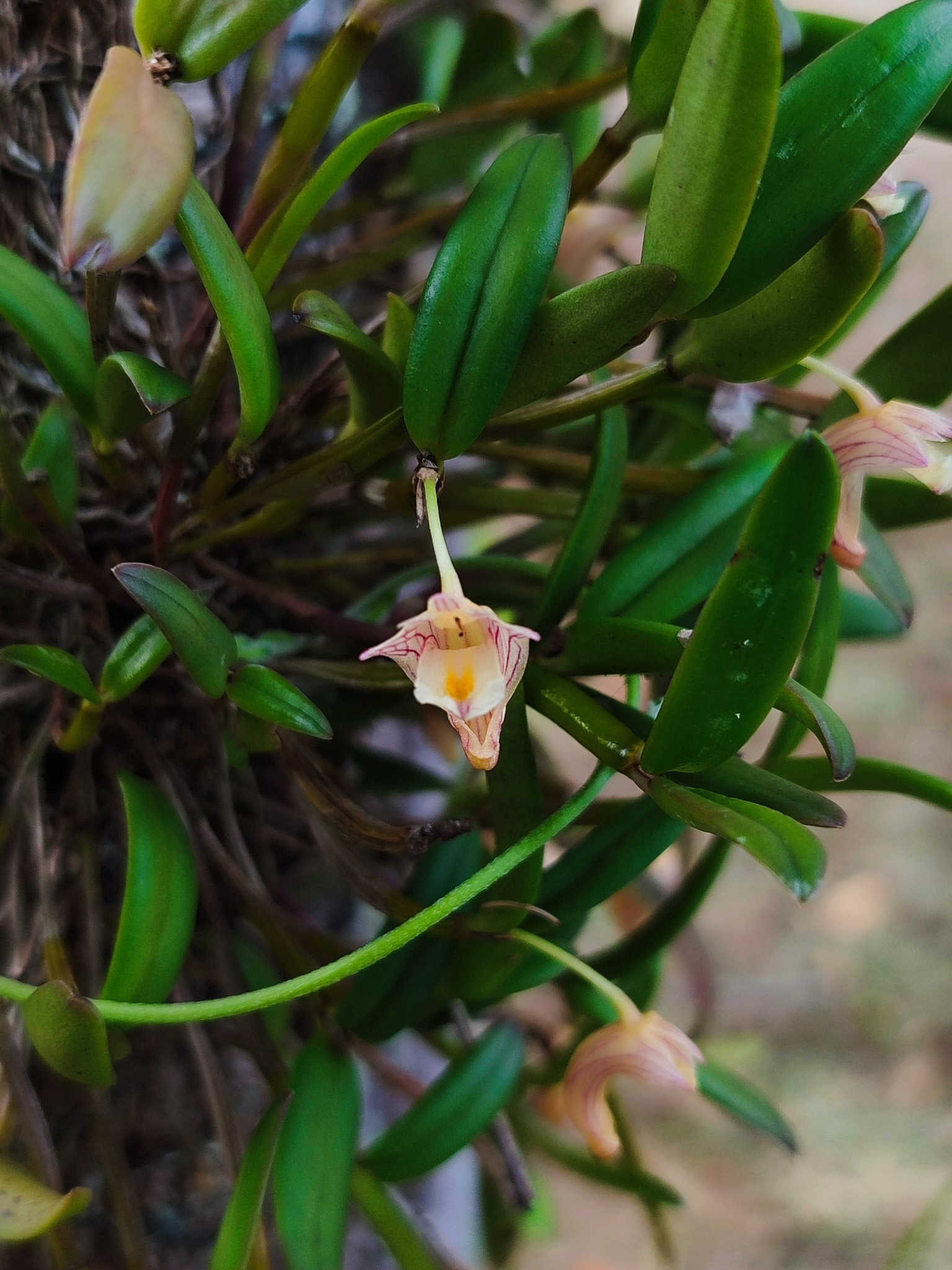 Dendrobium pachyphyllum