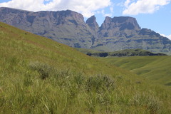 Lotononis lotononoides