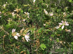 Bauhinia lunarioides