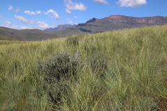 Lotononis lotononoides