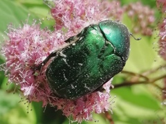 Cetonia aurata