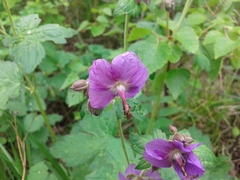 Geranium platyanthum