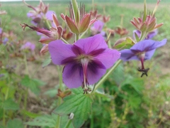 Geranium platyanthum