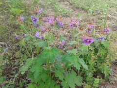 Geranium platyanthum