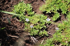 Craterocapsa tarsodes