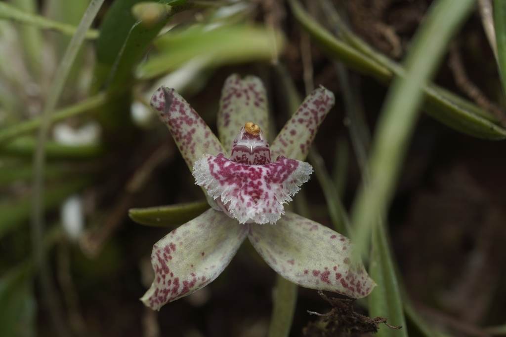 Kefersteinia laminata