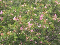 Bauhinia lunarioides