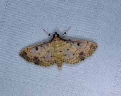 Herpetogramma cynaralis