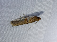 Hypargyria metalliferella
