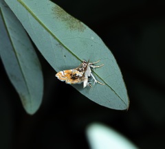 Musotima suffusalis