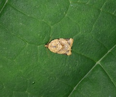 Neocalyptis affinisana