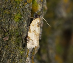 Neocalyptis liratana