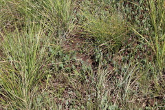 Afroaster perfoliatus