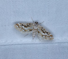 Parapoynx diminutalis