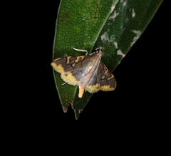 Prophantis adusta