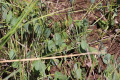 Afroaster perfoliatus