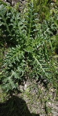 Carduus nutans leiophyllus