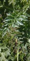 Carduus nutans leiophyllus