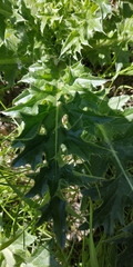 Carduus nutans leiophyllus